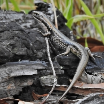 Eulamprus tympanum (Southern Water Skink) at Gibraltar Pines - 25 Jan 2022 by JohnBundock