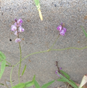 Glycine clandestina at Goulburn, NSW - 25 Jan 2022