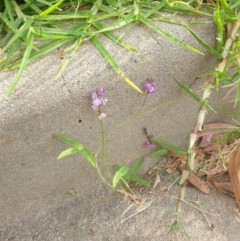 Glycine clandestina at Goulburn, NSW - 25 Jan 2022