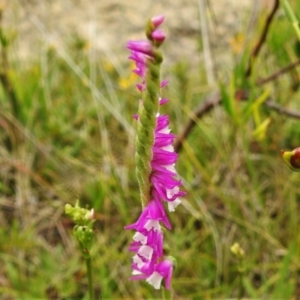 Spiranthes australis at Paddys River, ACT - suppressed