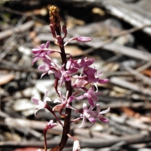 Dipodium roseum at Cotter River, ACT - 25 Jan 2022