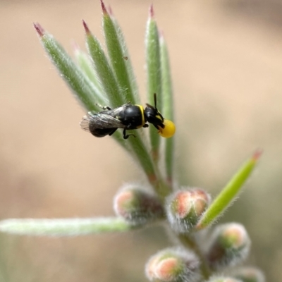 Hylaeus (Gnathoprosopis) amiculinus (Hylaeine colletid bee) at Acton, ACT - 24 Jan 2022 by PeterA