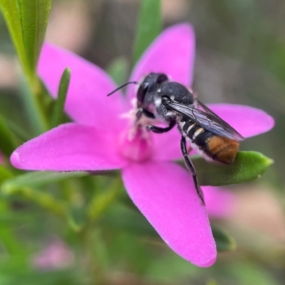 Megachile ferox (Resin bee) at ANBG - 24 Jan 2022 by PeterA