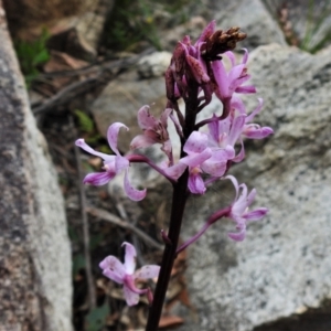 Dipodium roseum at Paddys River, ACT - 25 Jan 2022