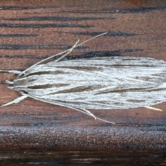 Leistarcha scitissimella (A Timber Moth) at Lilli Pilli, NSW - 22 Jan 2022 by jb2602