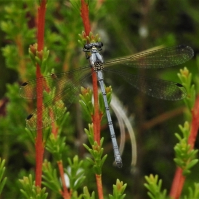 Griseargiolestes intermedius (Alpine Flatwing) at Paddys River, ACT - 25 Jan 2022 by JohnBundock