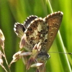 Neolucia hobartensis (Montane Heath-blue) at Paddys River, ACT - 24 Jan 2022 by JohnBundock