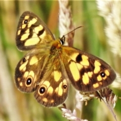 Heteronympha cordace (Bright-eyed Brown) at Paddys River, ACT - 24 Jan 2022 by JohnBundock