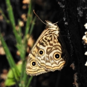 Geitoneura acantha at Cotter River, ACT - 25 Jan 2022 10:57 AM