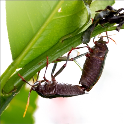 Musgraveia sulciventris (Bronze Orange Bug) at Holt, ACT - 26 Jan 2022 by Margo