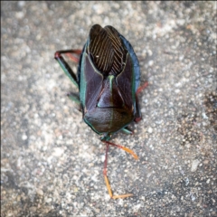 Musgraveia sulciventris (Bronze Orange Bug) at Holt, ACT - 26 Jan 2022 by Margo