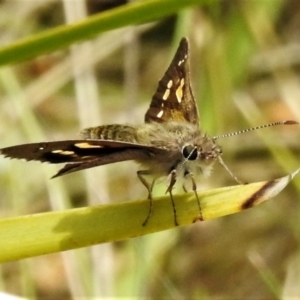 Hesperilla donnysa at Paddys River, ACT - 25 Jan 2022