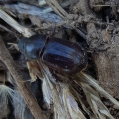 Dynastinae (subfamily) (Unidentified rhinoceros or elephant beetle) at Weston, ACT - 23 Jan 2022 by BJR
