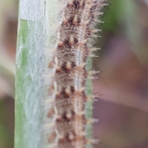 Vanessa itea at Weston, ACT - 6 Jan 2022 06:51 PM