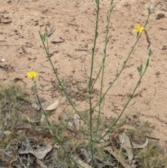 Chondrilla juncea (Skeleton Weed) at The Fair, Watson - 25 Jan 2022 by abread111