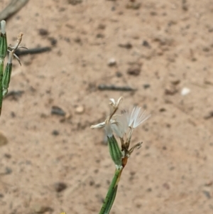 Chondrilla juncea at Watson, ACT - 26 Jan 2022