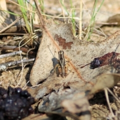 Phaulacridium vittatum (Wingless Grasshopper) at Wodonga, VIC - 25 Jan 2022 by KylieWaldon