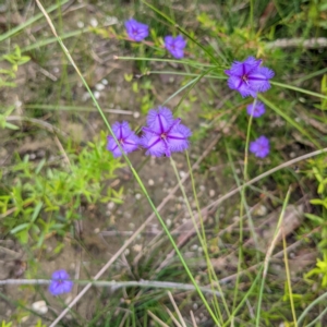 Thysanotus juncifolius at Tianjara, NSW - 25 Jan 2022 10:39 AM