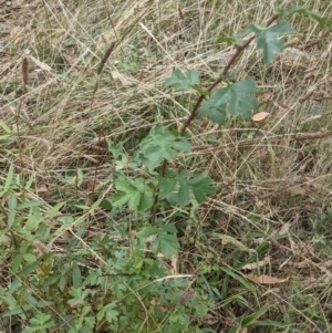 Crataegus monogyna at Watson, ACT - 26 Jan 2022