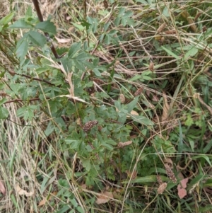 Crataegus monogyna at Watson, ACT - 26 Jan 2022