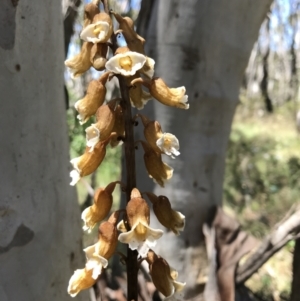 Gastrodia procera at Cotter River, ACT - suppressed