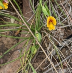 Zornia dyctiocarpa var. dyctiocarpa (Zornia) at Watson, ACT - 25 Jan 2022 by abread111