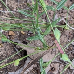 Zornia dyctiocarpa var. dyctiocarpa at Watson, ACT - 26 Jan 2022