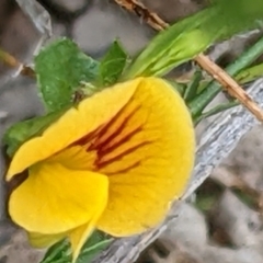 Zornia dyctiocarpa var. dyctiocarpa at Watson, ACT - 26 Jan 2022