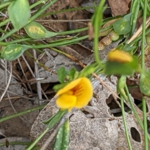 Zornia dyctiocarpa var. dyctiocarpa at Watson, ACT - 26 Jan 2022