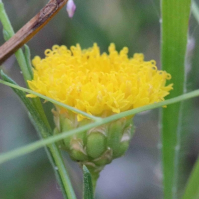 Rutidosis leptorhynchoides (Button Wrinklewort) at Yarralumla, ACT - 25 Jan 2022 by ConBoekel