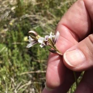 Paraprasophyllum alpestre at Crackenback, NSW - suppressed