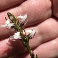 Paraprasophyllum alpestre at Crackenback, NSW - suppressed