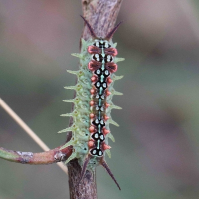 Doratifera quadriguttata (Four-spotted Cup Moth) at Blue Gum Point to Attunga Bay - 24 Jan 2022 by ConBoekel