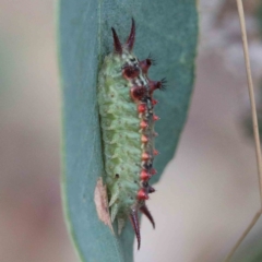 Doratifera quadriguttata at Yarralumla, ACT - 25 Jan 2022