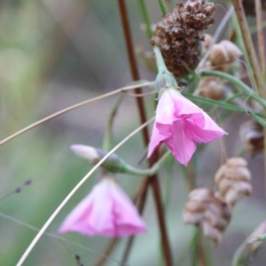 Convolvulus angustissimus subsp. angustissimus at Yarralumla, ACT - 25 Jan 2022