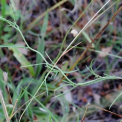 Convolvulus angustissimus subsp. angustissimus at Yarralumla, ACT - 25 Jan 2022 10:02 AM