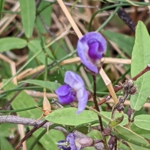 Glycine tabacina at Watson, ACT - 26 Jan 2022