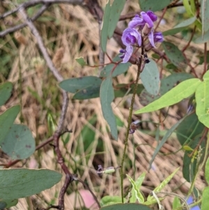 Glycine tabacina at Watson, ACT - 26 Jan 2022