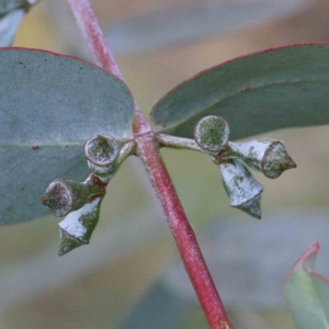 Eucalyptus cinerea subsp. cinerea at Blue Gum Point to Attunga Bay - 25 Jan 2022 10:48 AM