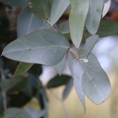 Eucalyptus cinerea subsp. cinerea at Blue Gum Point to Attunga Bay - 25 Jan 2022 10:48 AM