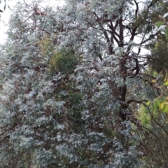 Eucalyptus cinerea subsp. cinerea at Blue Gum Point to Attunga Bay - 25 Jan 2022