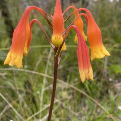 Blandfordia nobilis (Christmas Bells) at Bundanoon, NSW - 26 Jan 2022 by JanetMW