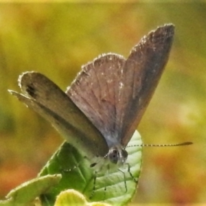 Erina hyacinthina at Paddys River, ACT - 25 Jan 2022