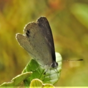 Erina hyacinthina at Paddys River, ACT - 25 Jan 2022 03:39 PM