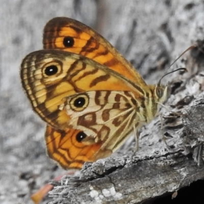 Geitoneura acantha (Ringed Xenica) at Paddys River, ACT - 25 Jan 2022 by JohnBundock