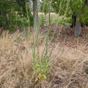 Verbascum virgatum at Watson, ACT - 26 Jan 2022