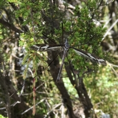 Ptilogyna sp. (genus) (A crane fly) at Crackenback, NSW - 16 Jan 2022 by GG