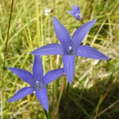 Wahlenbergia ceracea (Waxy Bluebell) at Paddys River, ACT - 25 Jan 2022 by JohnBundock