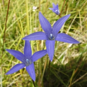 Wahlenbergia ceracea at Paddys River, ACT - 25 Jan 2022