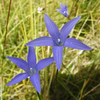 Wahlenbergia ceracea (Waxy Bluebell) at Paddys River, ACT - 25 Jan 2022 by JohnBundock